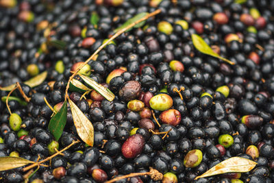 Green and black ripe olives ready to be processed at the mill to get the olive oil, close up