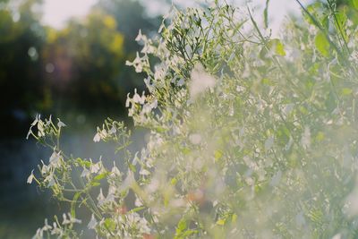Close-up of white flowering plant