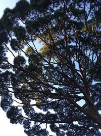 Low angle view of tree against sky