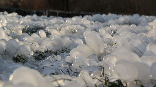 Close-up of white flowering plants during winter