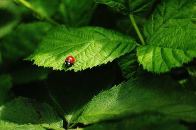 Close-up of ladybug on leaf