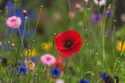 Close-up of red poppy flowers on field