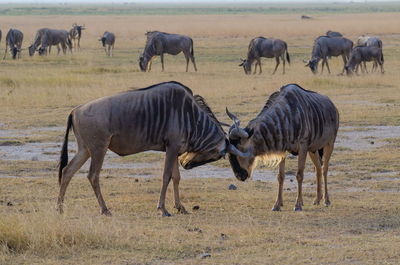 Wildebeest  playing in amboseli park kenya