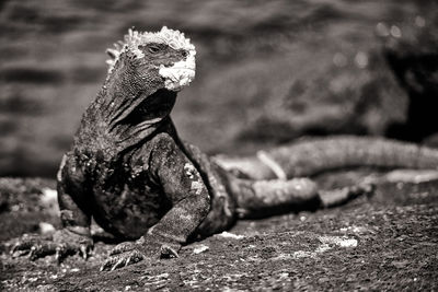 Close-up of lizard on rock