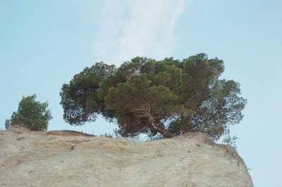 Low angle view of trees against sky