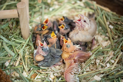 High angle view of birds in nest