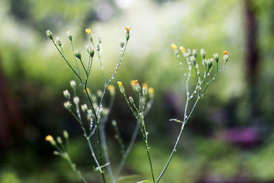 Close-up of wet spider web on plant