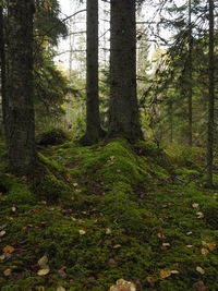 Trees in forest