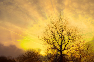 Low angle view of silhouette tree against orange sky