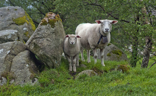 Portrait of sheep standing in field