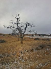 Bare tree on field against sky