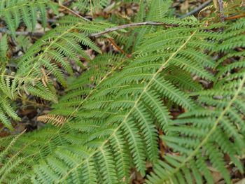 High angle view of fern amidst trees in forest