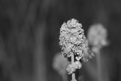 Close-up of snow on plant
