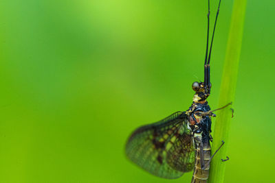 Close-up of insect on green leaf