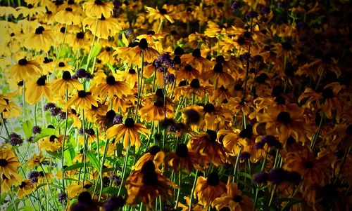 Close-up of yellow flowering plants on field