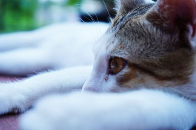 Close-up of a dog resting