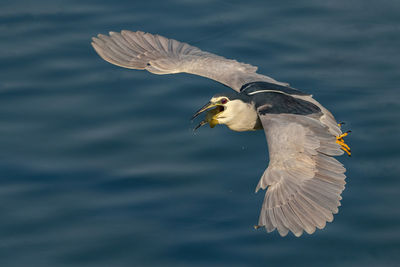 Night heron with a fish which was just pulled out of water