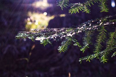 Close-up of plant during winter