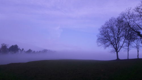 Trees on field against sky