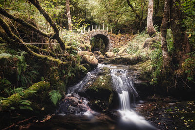 View of waterfall in forest