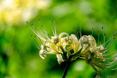 Close-up of yellow flowering plant