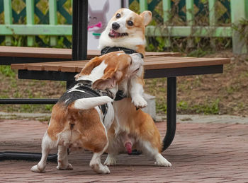 Dog sitting on bench