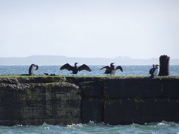 View of birds on rocks by sea against clear sky