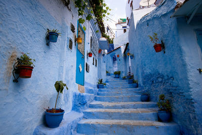 Potted plants on steps amidst houses