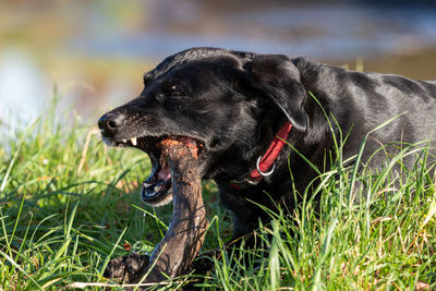 Portrait of a black labrador playing with a stick