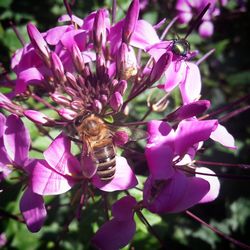 Close-up of bee on purple flowers