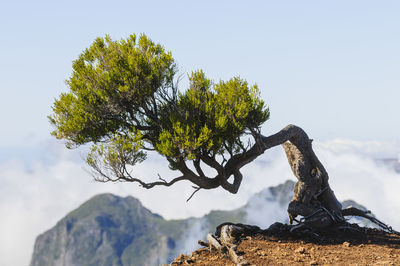 Curved tree above clouds, madeira