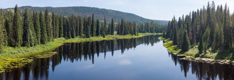 Panoramic view of pine trees in lake against sky