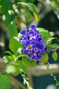 Close-up of purple flowers in bloom