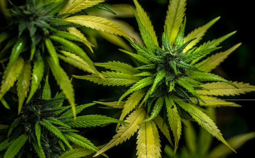 Close-up of fresh green plant