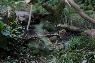 Squirrel on a field