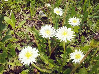 Close-up of white flowers blooming in spring