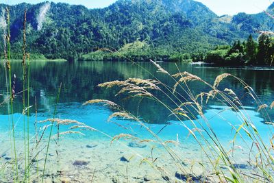 Scenic view of lake by trees in forest