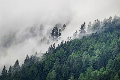 Scenic view of forest against sky