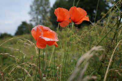 Close-up of red poppy blooming in field