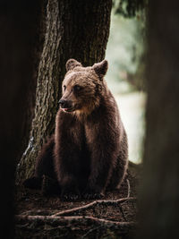 Bear by tree