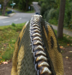 Close-up of lizard on field