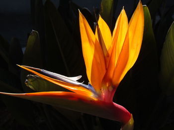 Close-up of orange flower