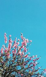 Low angle view of pink flowers against blue sky