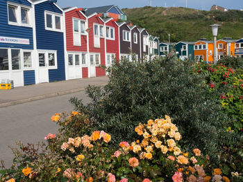 View of flowering plants and buildings against sky