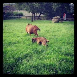 Horse grazing on grassy field