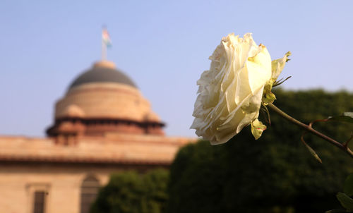 Close-up of wilted flower against sky