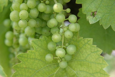 Close-up of green leaves