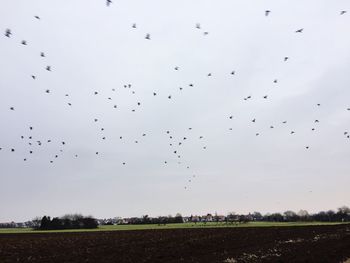 Birds flying over field against sky