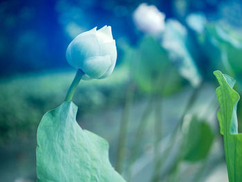 Close-up of white flowering plant