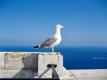 Seagull perching on a sea against clear sky